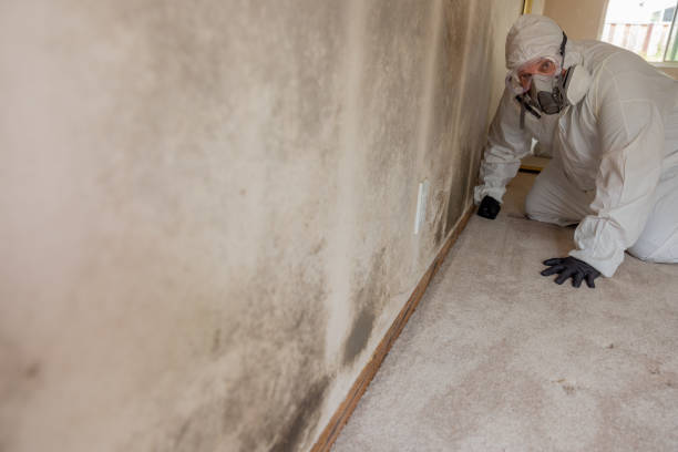 Best Mold Odor Removal Services  in Bingham Farms, MI